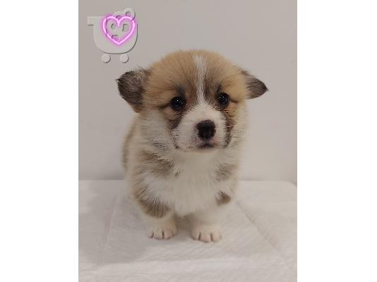Pembroke Welsh Corgi κουτάβια
