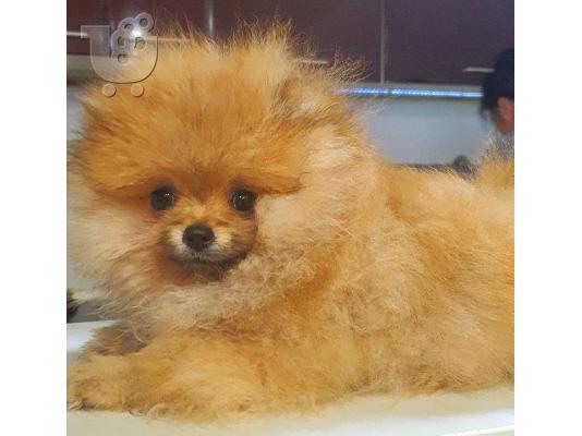 Pomeranian Spitz κουτάβια