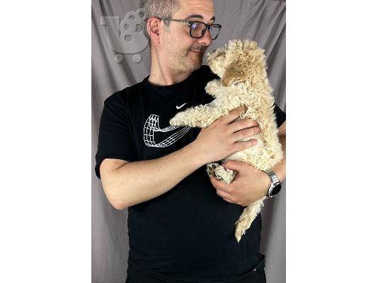 Lagotto Romagnolo ΟΜΟΡΦΑ κουταβάκια