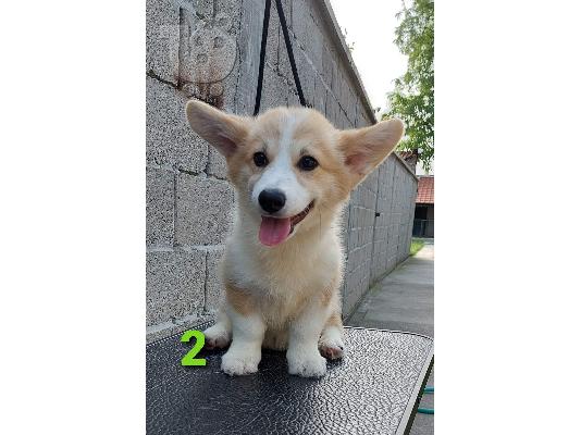 Welsh Corgi κουτάβια