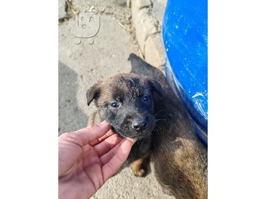 Κουτάβια Βελγικού Ποιμενικού Malinois