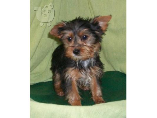 PoulaTo: Υγιείς Yorkie Pups