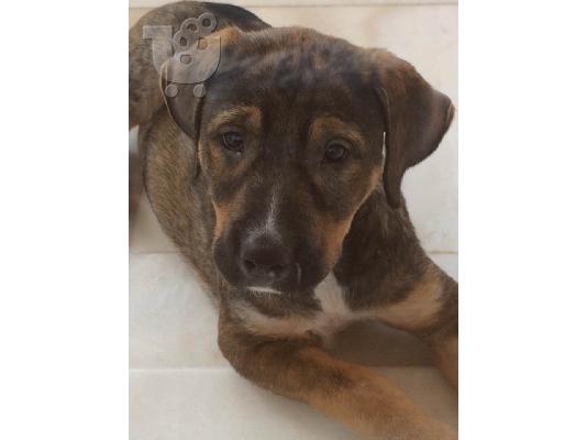 ΧΑΡΙΖΕΤΑΙ κουτάβι ημίαιμο presa (dogo)kanario