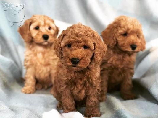 ο υπέροχο cavapoo μας είχε μια γέννα από 6 κόκκινα κουτάβια cavapoo....