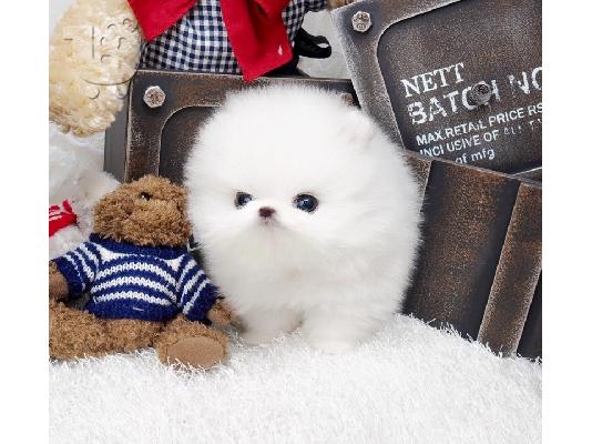 PoulaTo: Pomeranian mini toy