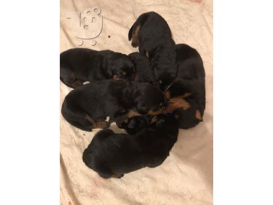 PoulaTo: Όμορφα κουτάβια Rottweiler