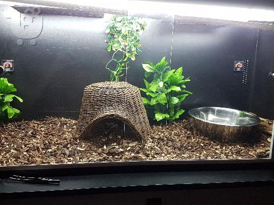 PoulaTo: BCI BOA Constrictor