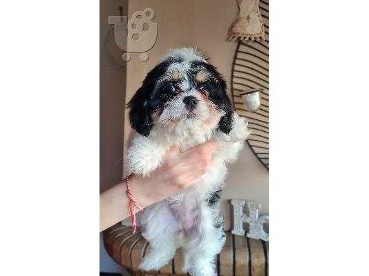 PoulaTo: Maltese