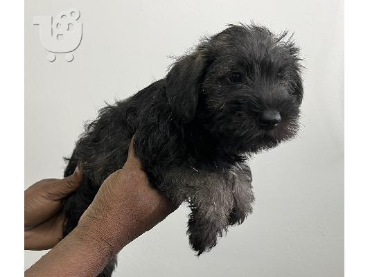 PoulaTo: Schnauzer mini - Σνάουτσερ μινι