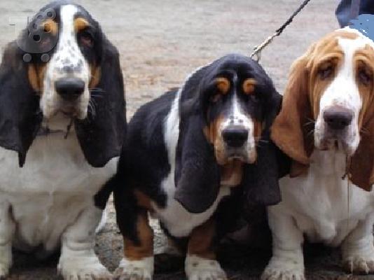 PoulaTo: Basset hound καθαρόαιμα επιλογής