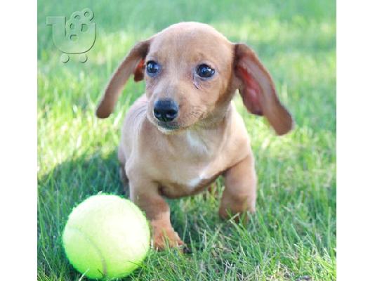 PoulaTo: Dachshund