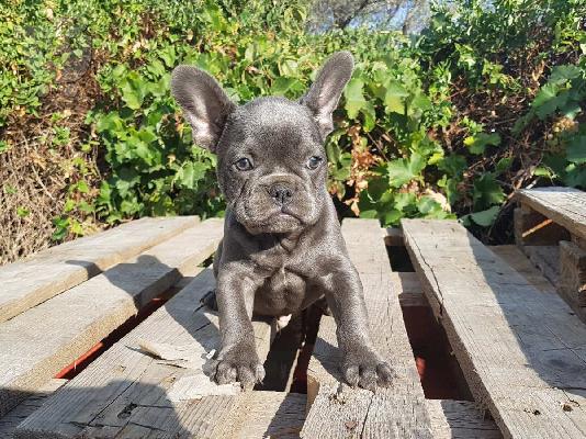 PoulaTo: French bulldog Blue