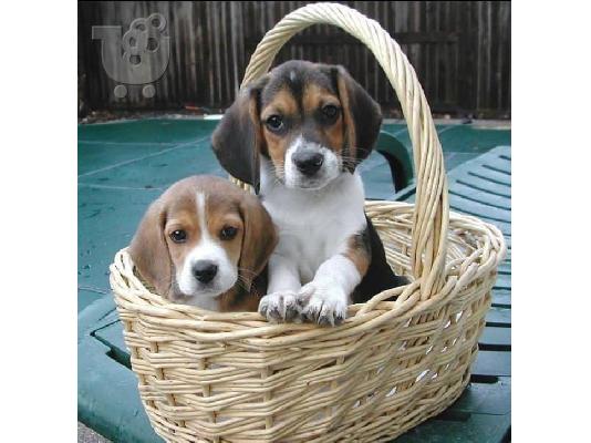 7 όμορφα εγγεγραμμένα Kc κουτάβια Beagle.