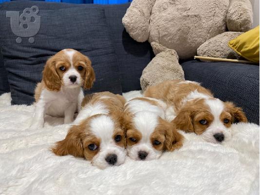 PoulaTo: Cavalier King Charles Spaniel