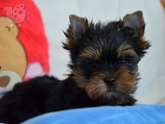 Φανταστικά Yorkshire terrier