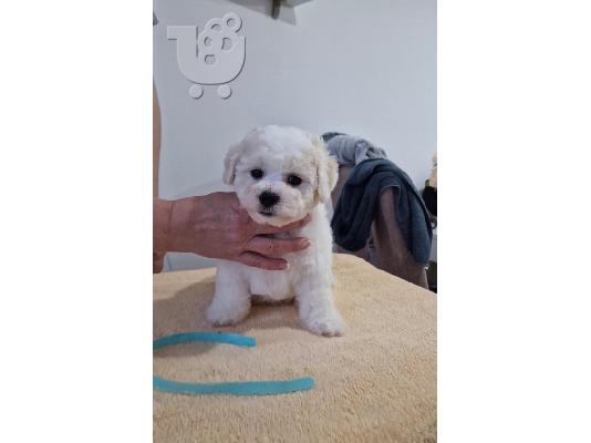 PoulaTo: Bichon Frize κουτάβια