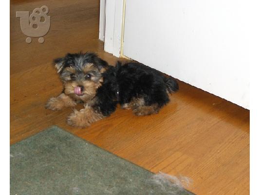 PoulaTo: Υπέροχο κουτάβι τεριέ Yorkshire Terrier
