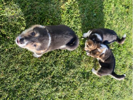 Αξιολάτρευτο Ουαλικό Corgi Pembroke