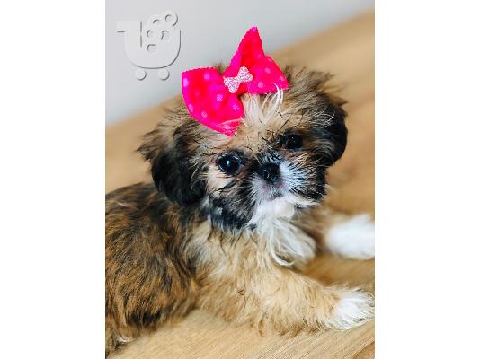 PoulaTo: Πανέμορφο Shih Tzu προς πώληση.