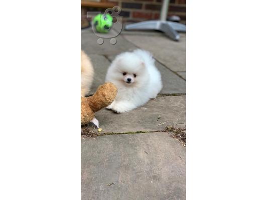 όμορφα Pomeranian Puppies προς πώληση