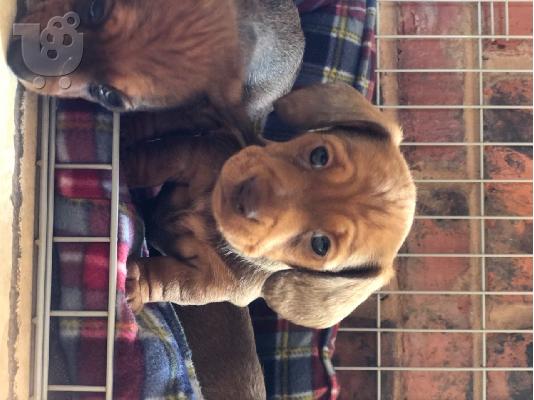 AKC Dachshunds