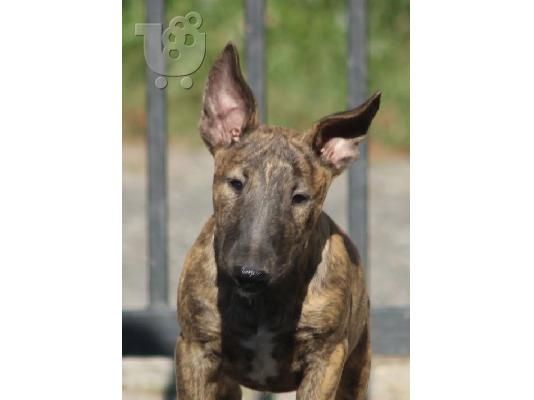 Bull Terrier κουτάβια