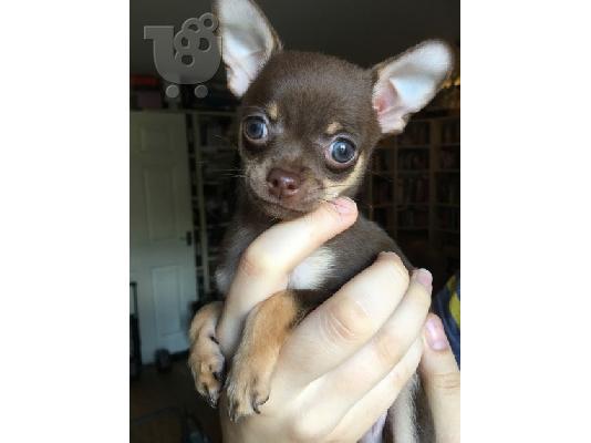 Εκπληκτικά μαύρα και άσπρα κουτάβια Chihuahua