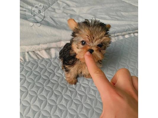 PoulaTo: Μικρο Yorkie
