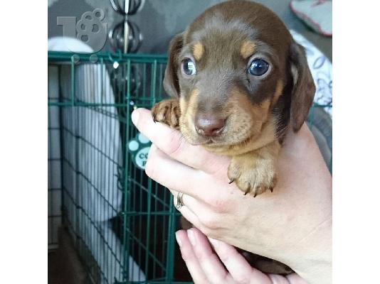Καθαρόαιμο Dachshund