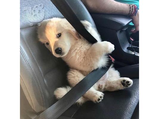 PoulaTo: Πωλούνται κουτάβια Golden Retriever