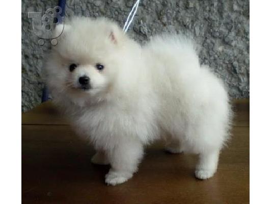 Pomeranian καθαροαιμα Αθηνα-Θεσσαλονικη-Νησια 6988190151