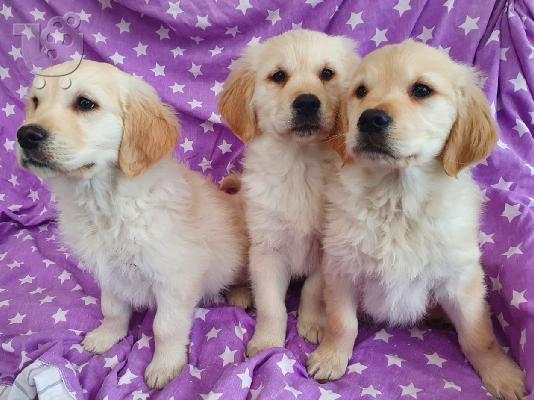 Πωλείται κουτάβι Golden Retriever