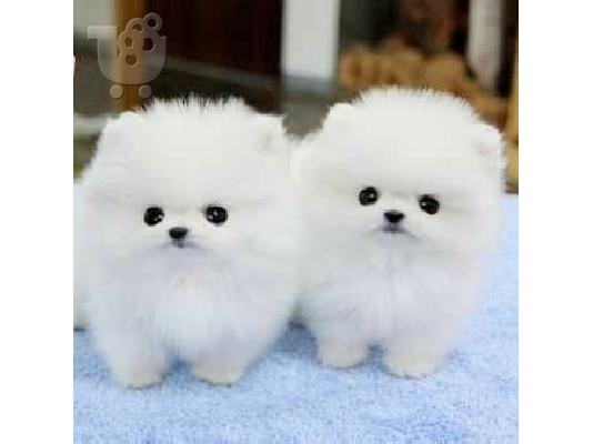 PoulaTo: Όμορφα κουτάβια Pomeranian