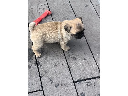 Pug κουτάβια διαθέσιμα