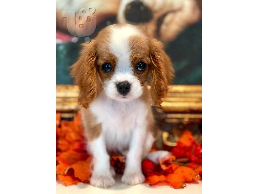 PoulaTo: Cavalier