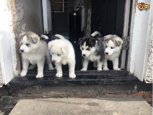 PoulaTo: Όμορφη σκυλιά σούβλας husky προς πώληση