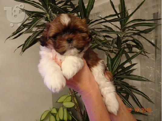 PoulaTo: Shih Tzu κουτάβι Ψάχνετε για ένα νέο σπίτι