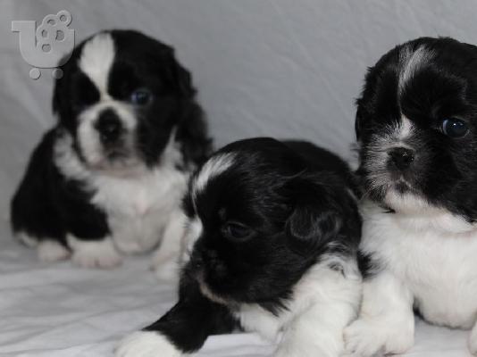 PoulaTo: 2 εκπληκτικά κουτάβια Shih Tzu