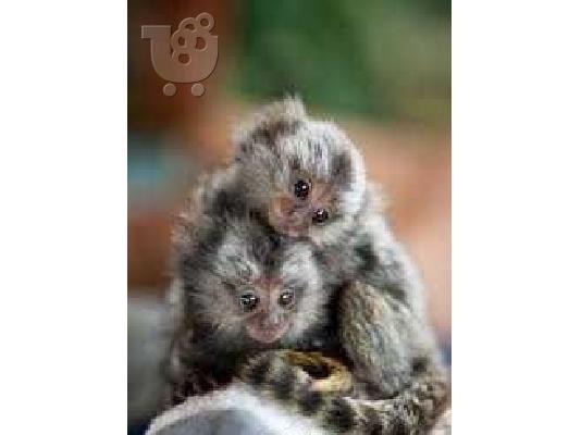 PoulaTo: Γυναικείο Marmoset Monkey προς πώληση
