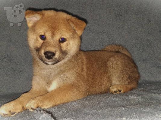 PoulaTo: Shiba Inu κουτάβια προς πώληση