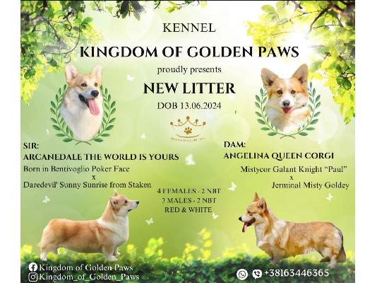PoulaTo: Pembroke Welsh Corgi κουτάβια