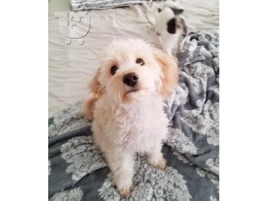 Παιχνίδια αρσενικά και θηλυκά κουτάβια Poodle προς πώληση....