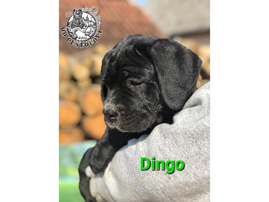 PoulaTo: Cane Corso κουτάβια