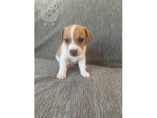 Jack Russel