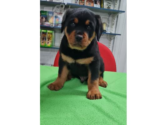 Rottweiler - Ροτβάιλερ