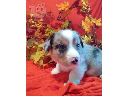 PoulaTo: corgi