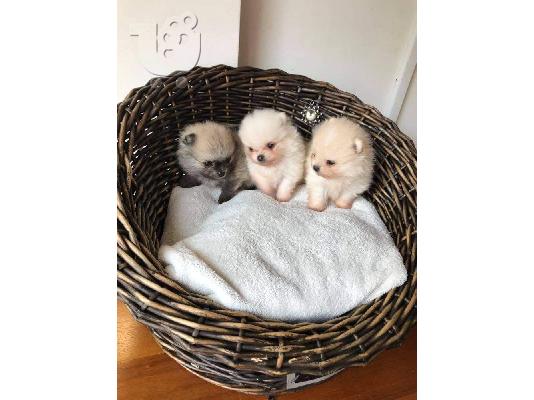 Pomeranian all kc reg.