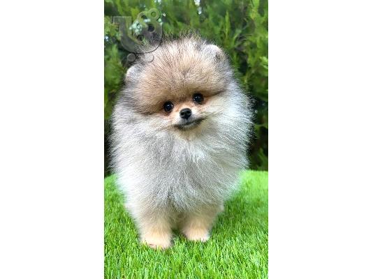 Αρσενικά Pomeranian (BOO).