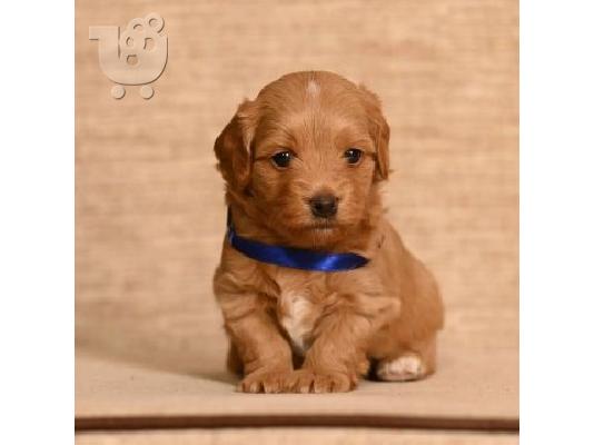 Havanese Bichon αρσενικό διαθέσιμο για αναπαραγωγή