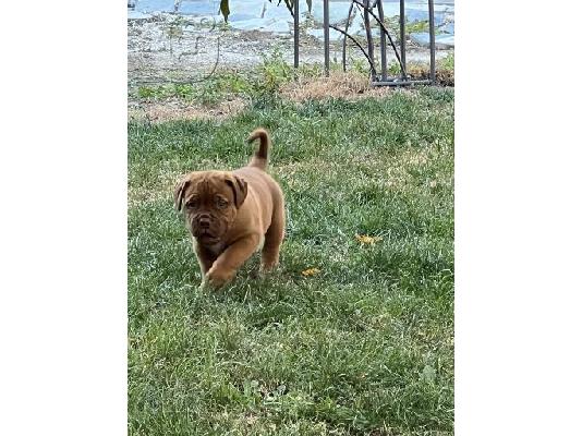 Dogue de Bordeaux κουτάβια